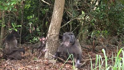 'Being with baboons in Wilderness Heights' - a workshop