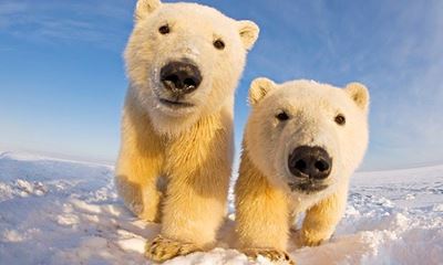 Polar bears 'running out of food'