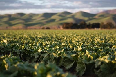 Quebec has success with tobacco plants in search for COVID-19 vaccine