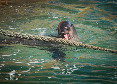 UPDATE: Seal at the Poort tests positive for rabies