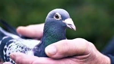 Duiwewedvlug-uitslae: Hessequa