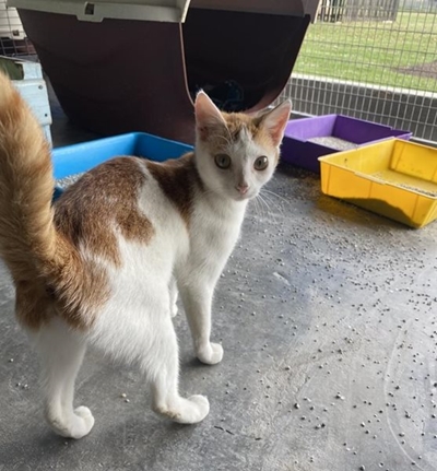 Pets for adoption at the SPCA