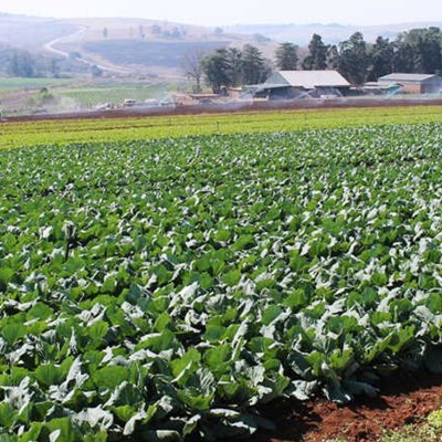 An alternative to costly certification for organic farmers