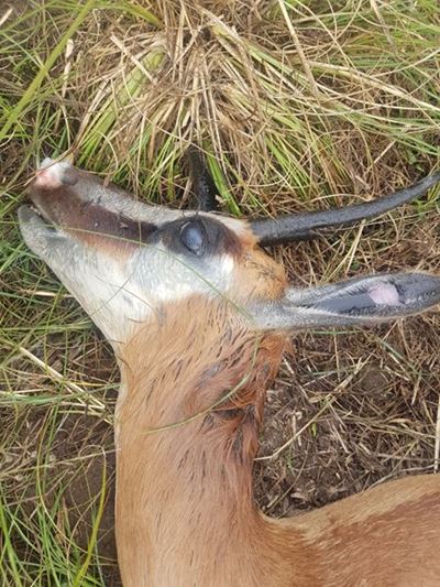 Opvolg: Springbokke doodgebyt