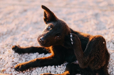 How to stop irritating skin conditions in dogs
