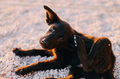 How to stop irritating skin conditions in dogs