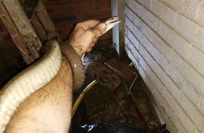 2.4m black mamba rescued in Reservoir Hills, Durban