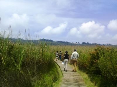 Shedding light on wetlands