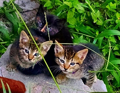 SPCA responds after facebook debacle
