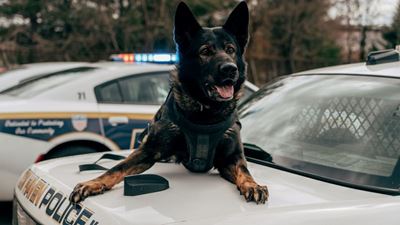 Eastern Cape Saps issues urgent call for dog donations for K9 units