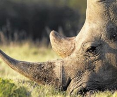 US, SA task team to combat financing of wildlife trafficking