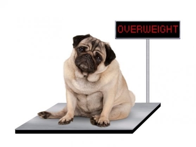 Is your furbaby a fatty?