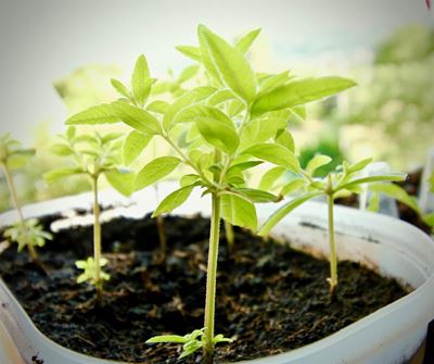 Nou is tuintyd