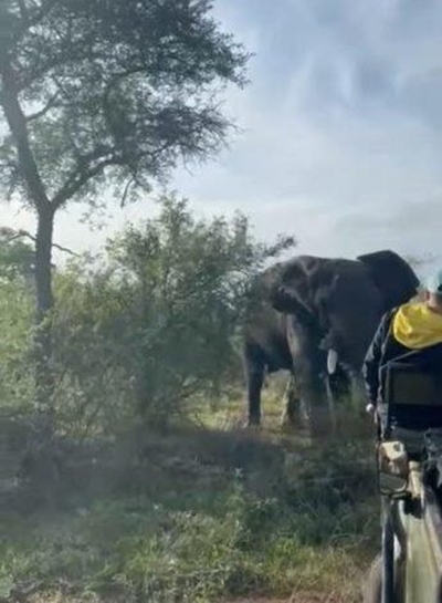 Elephant storms safari vehicle