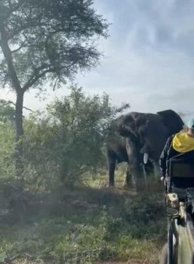 Elephant storms safari vehicle
