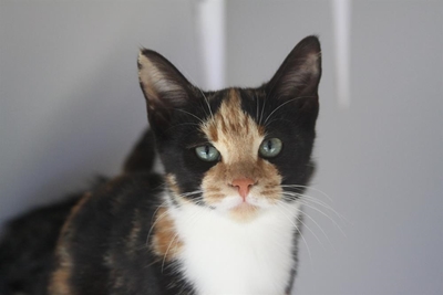 Adopt a furry friend before winter