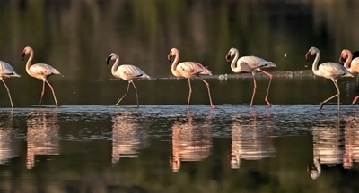 Enjoy life, flamingo style