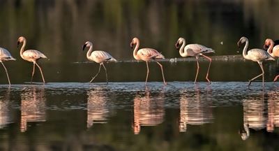Enjoy life, flamingo style