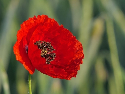 Remembering those who gave their lives in war