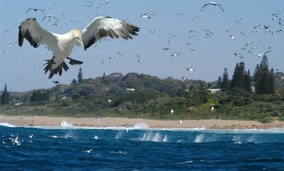 Sardine run: All eyes on the little silver fish