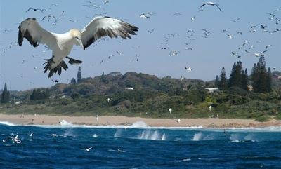 Sardine run: All eyes on the little silver fish