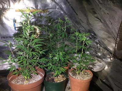 Dagga case up in smoke for now