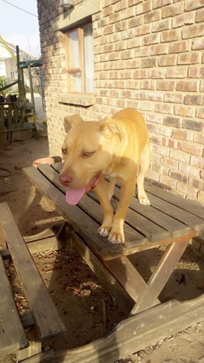 Vermiste hond