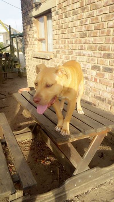 Vermiste hond