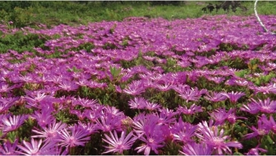 Fynbos biome in bloom
