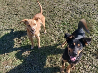 Urgent appeal: Jessie and Reaper need a forever home! 
