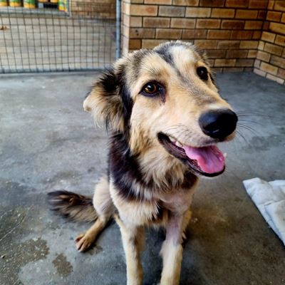 From wheelbarrow to wagging tail: Layla needs a home 