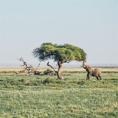 What is the true size of the African continent?