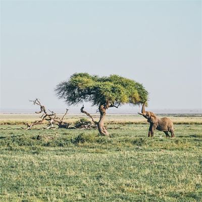 What is the true size of the African continent?