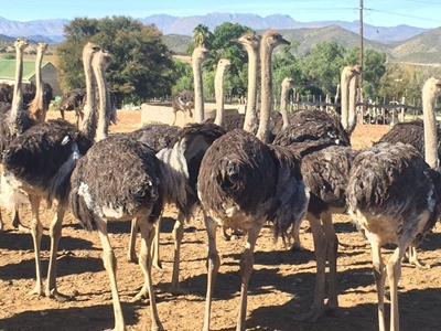  Making ostriches fly for small farmers in South Africa