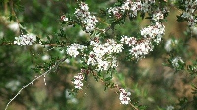 Sanbi initiates control measures of Kanuka plants in George