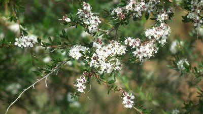 Sanbi initiates control measures of Kanuka plants in George
