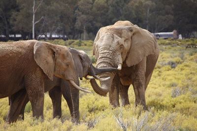 Aquila welcomes two new elephants in Western Cape