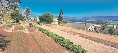 Fraaisig Primary boasts a garden of growth