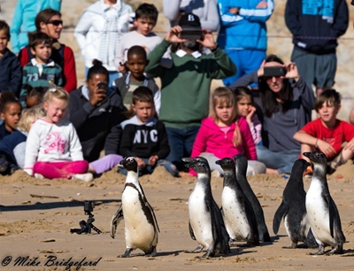Penguin parade captivates tiny tots