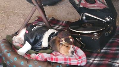 It's a dog's life at the Whale Rally 2018