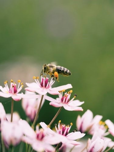 Plant flowers on World Bee Day