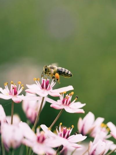 Plant flowers on World Bee Day