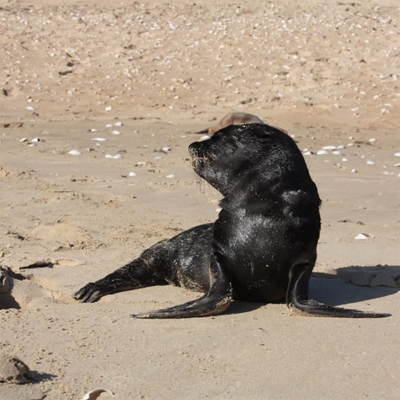 The plight of Plett's seal population
