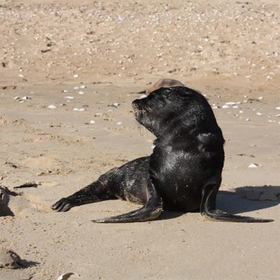 The plight of Plett's seal population