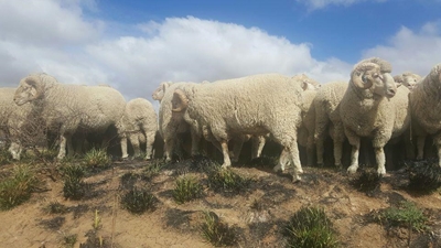 Stock thieves plunder and slaughter