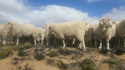 Stock thieves plunder and slaughter