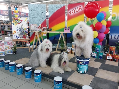Dulux dogs in George this weekend