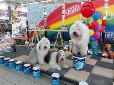 Dulux dogs in George this weekend