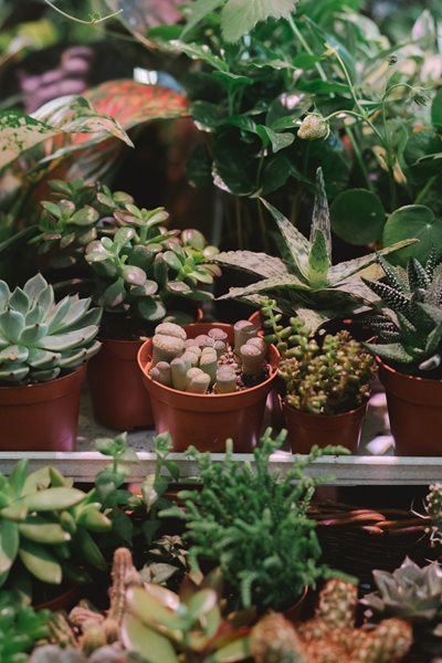 How to tell if your rare succulents were poached