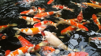 It's koi show time